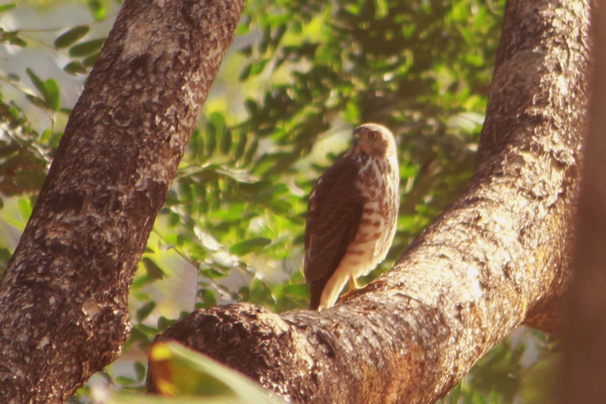 Épervier shikra - ML647228853