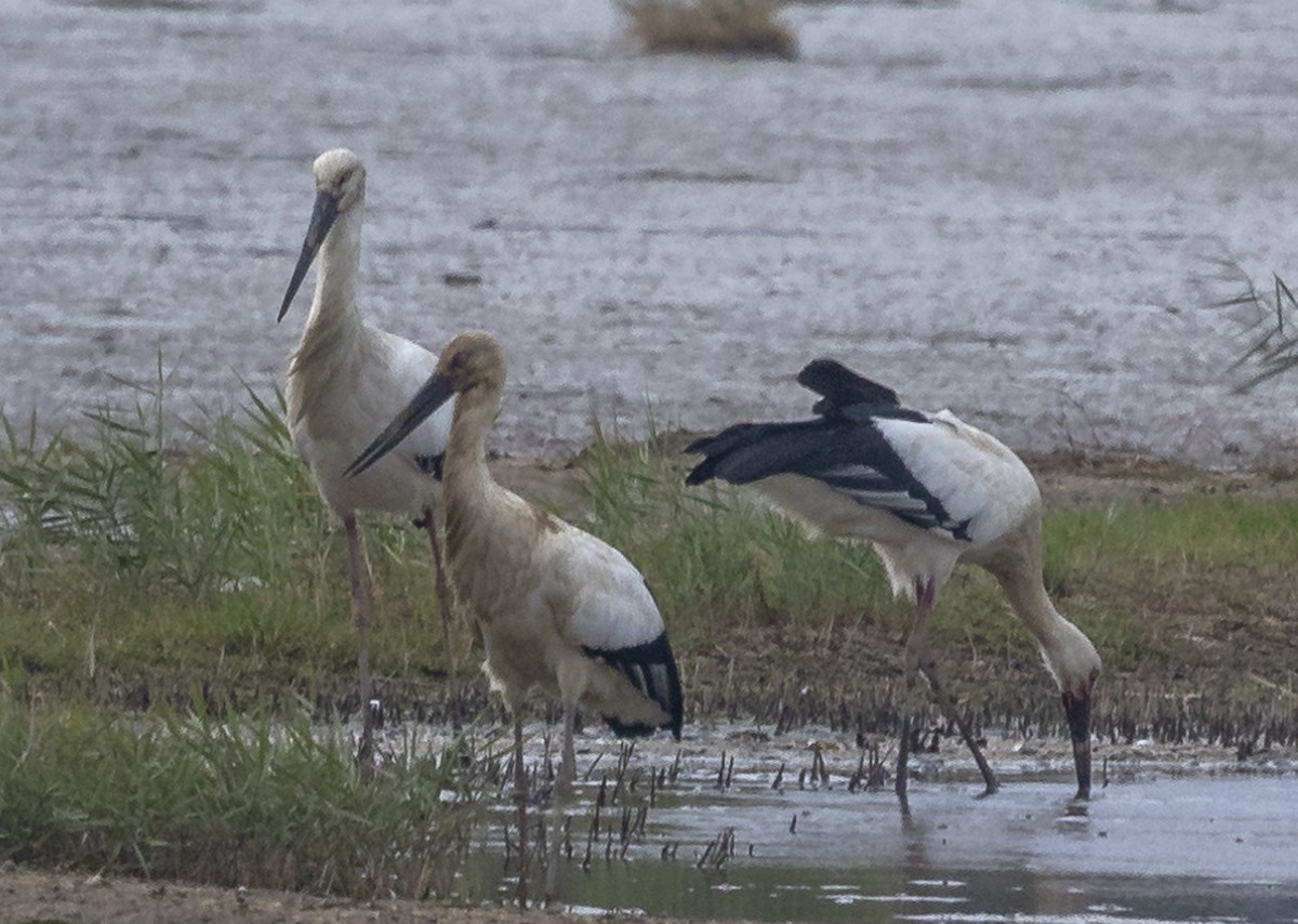 svartnebbstork - ML647228855