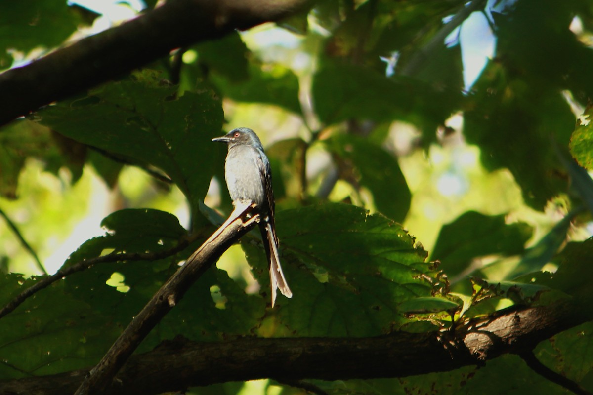 Drongo cendré - ML647228871