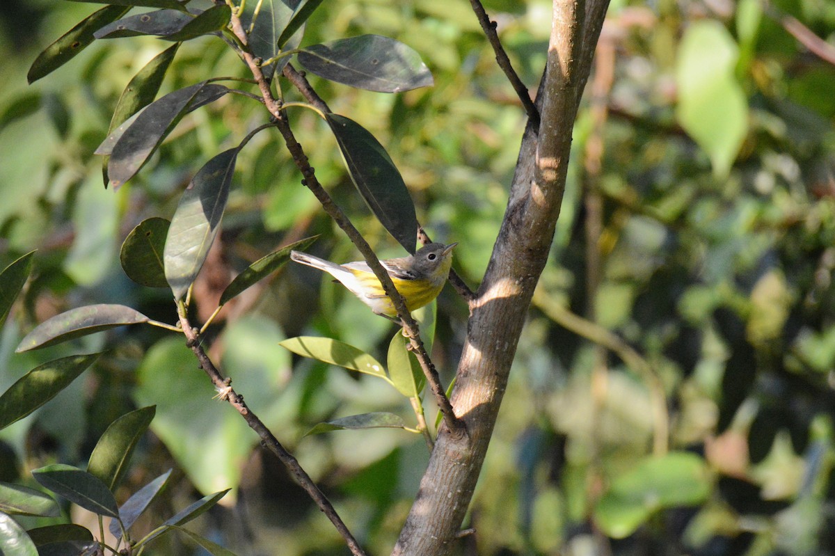 Magnolia Warbler - ML647228874