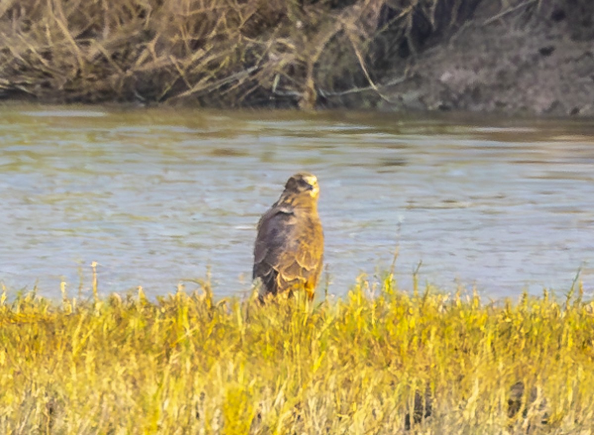 Eastern Marsh Harrier - ML647228880