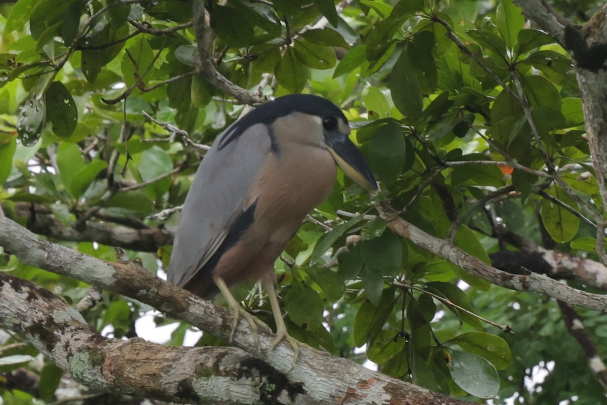 Boat-billed Heron (Northern) - ML647228884