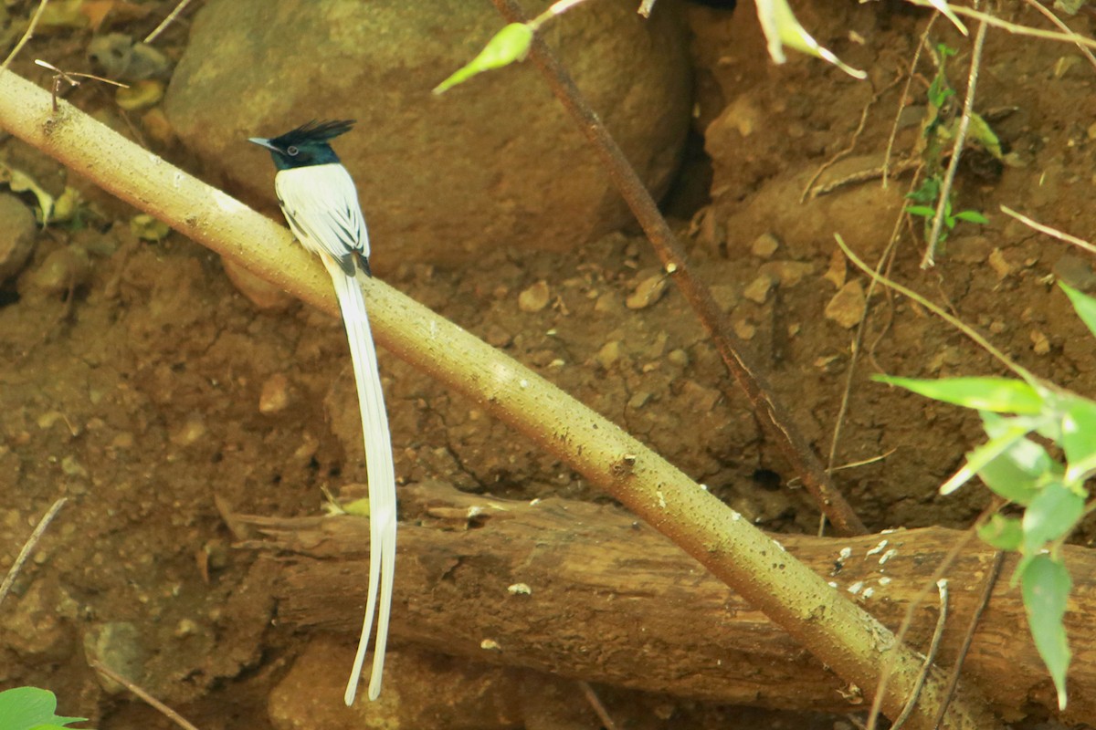 Tchitrec de paradis - ML647228885