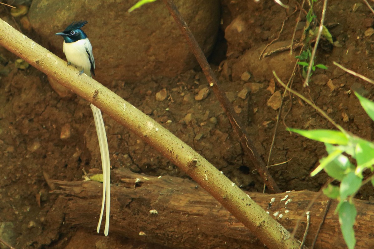 Tchitrec de paradis - ML647228892