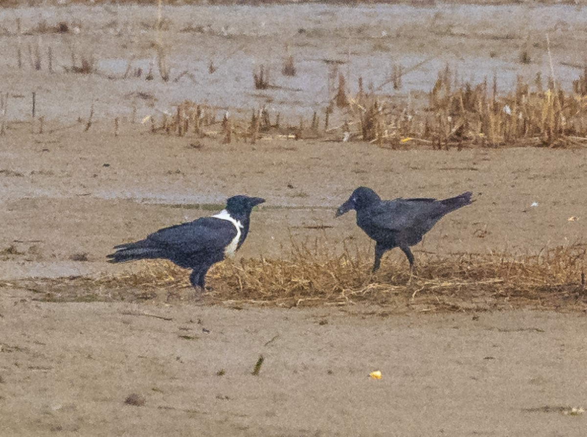 Ворона великодзьоба - ML647228894