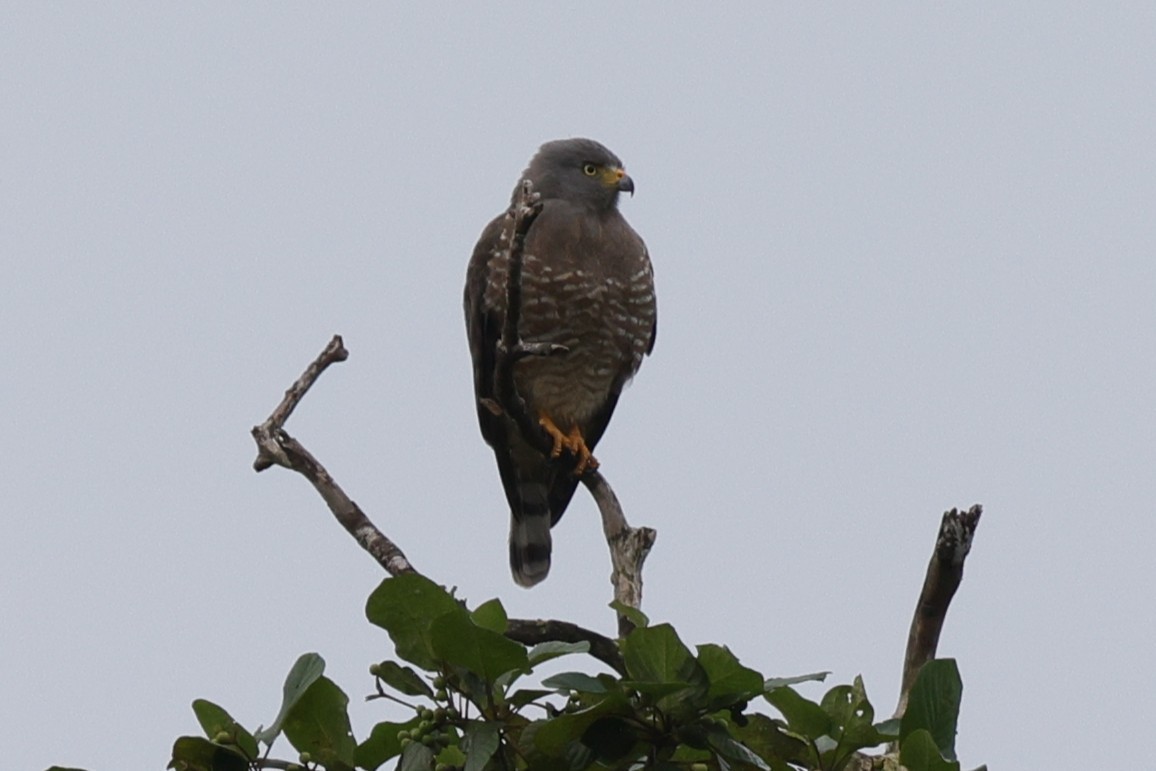 Roadside Hawk (Northern) - ML647228899
