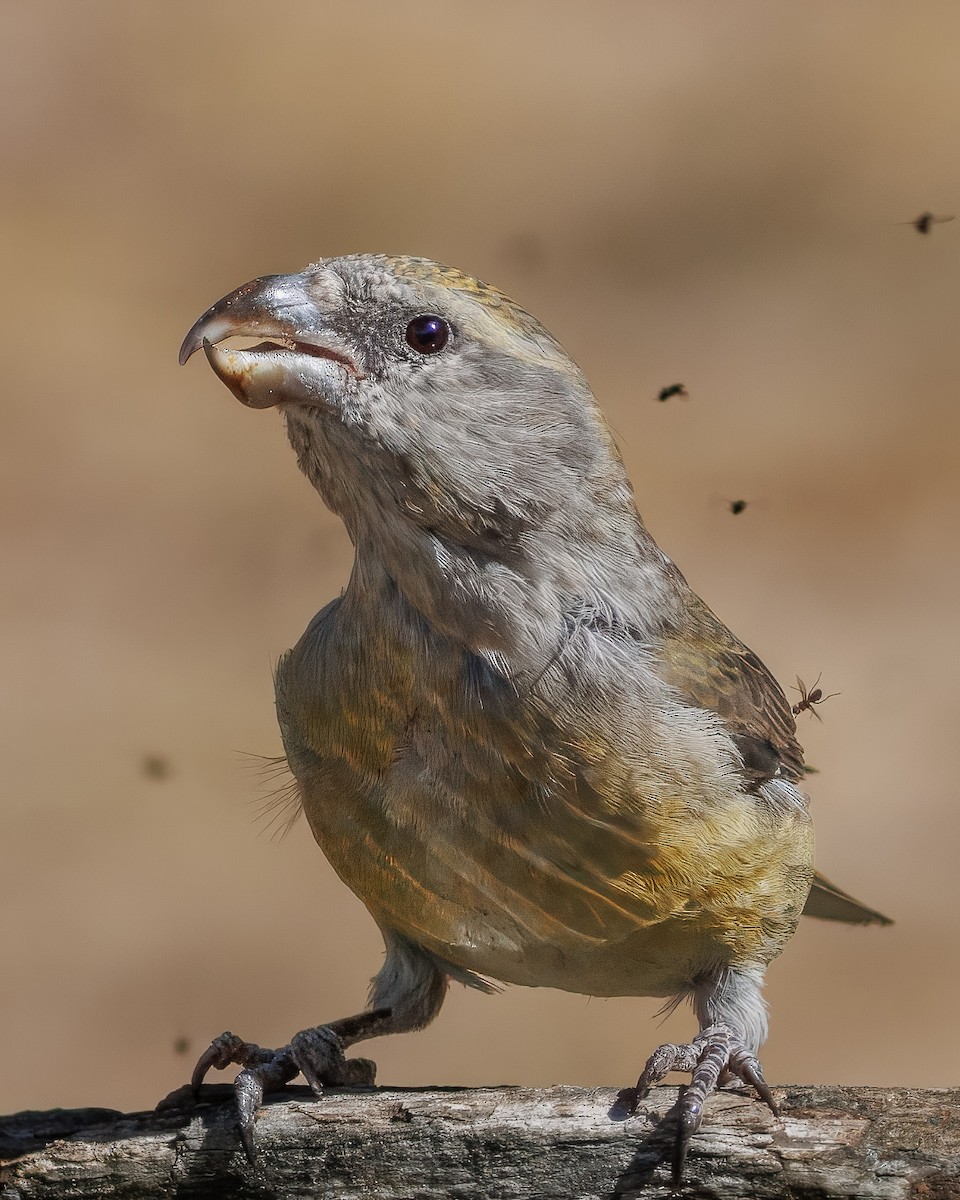 Mokoker arrunta - ML647228906