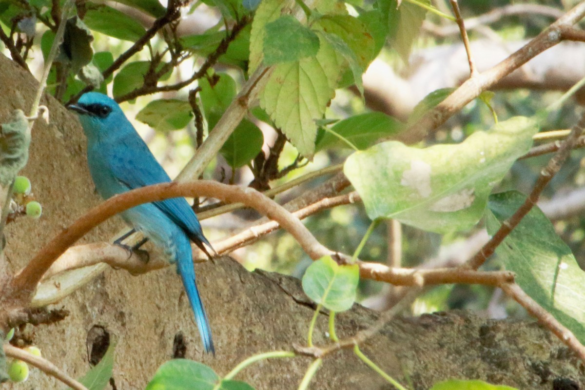 Gobemouche vert-de-gris - ML647228907