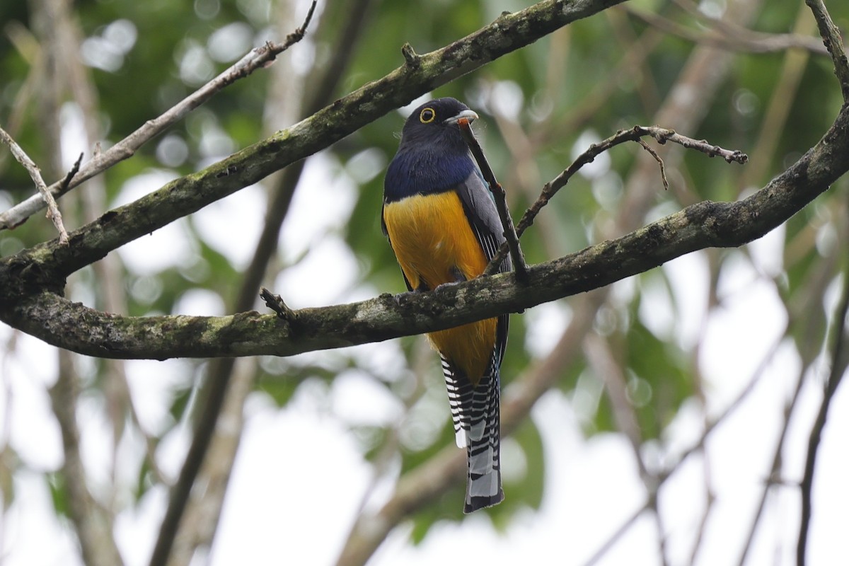 Gartered Violaceous Trogon - ML647228909