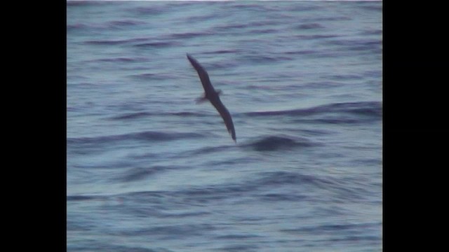 Клинохвостый буревестник - ML647228915