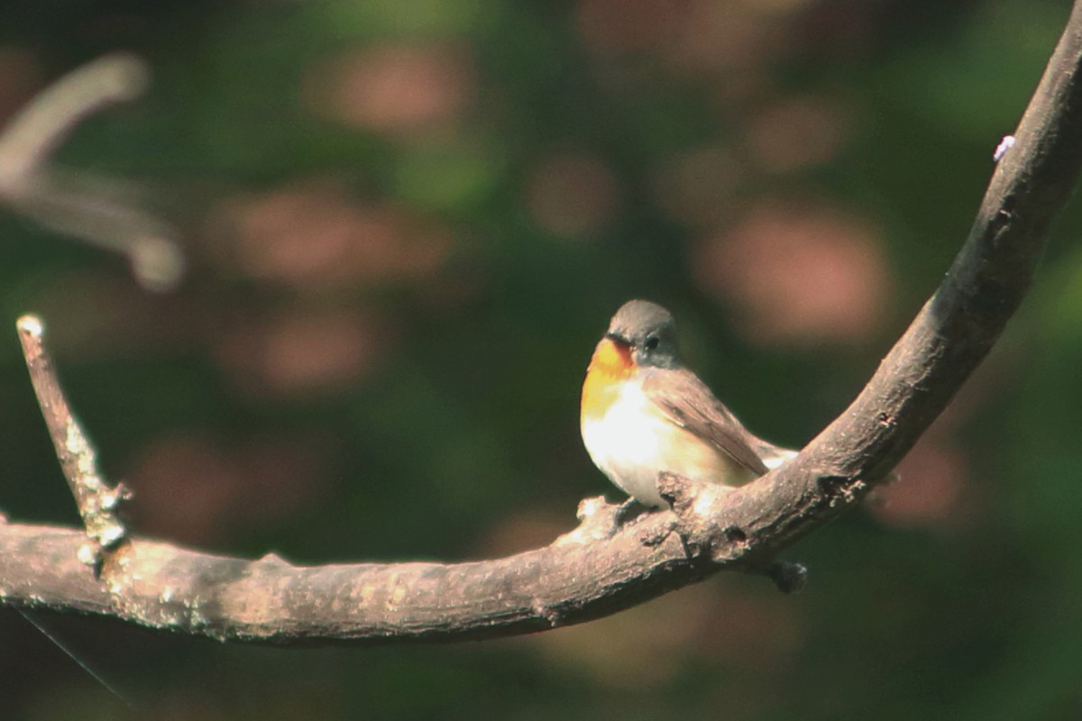 Gobemouche nain - ML647228917