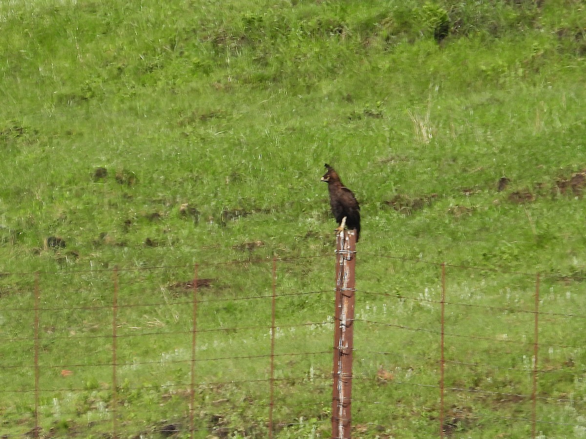 Long-crested Eagle - ML647228925