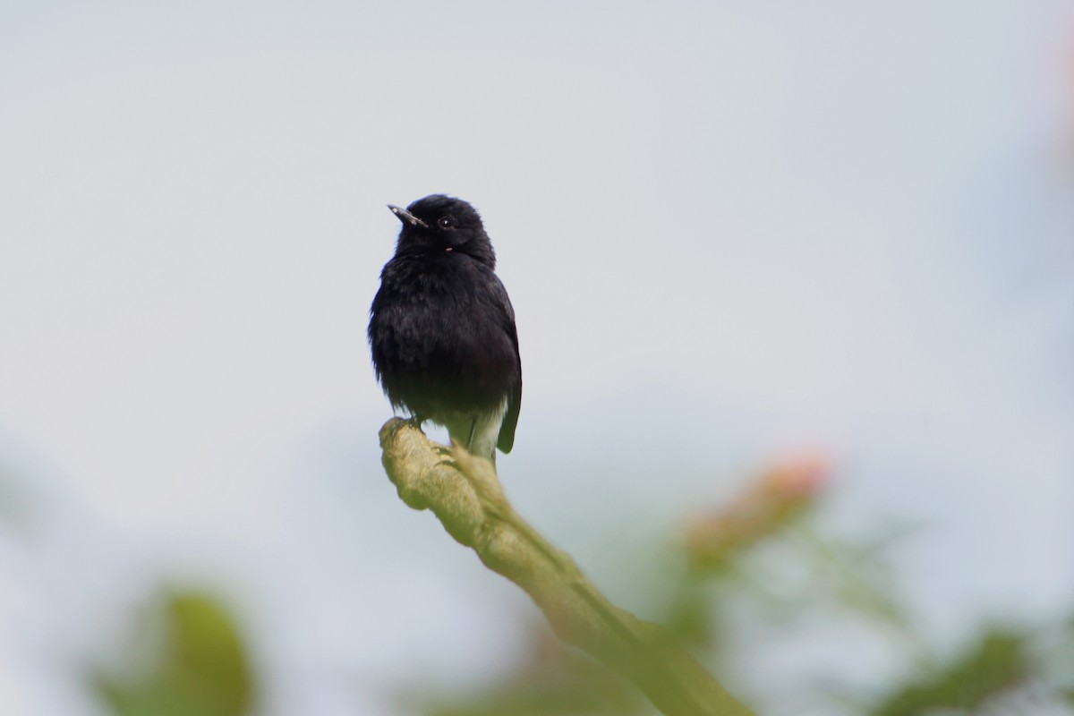 Tarier pie - ML647228928