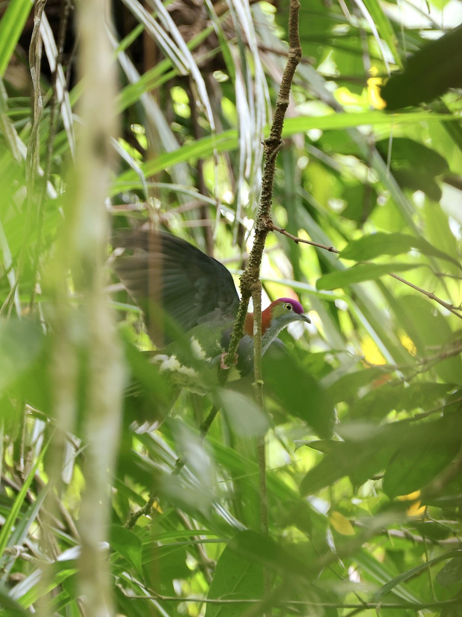 Superb Fruit-Dove - ML647228929