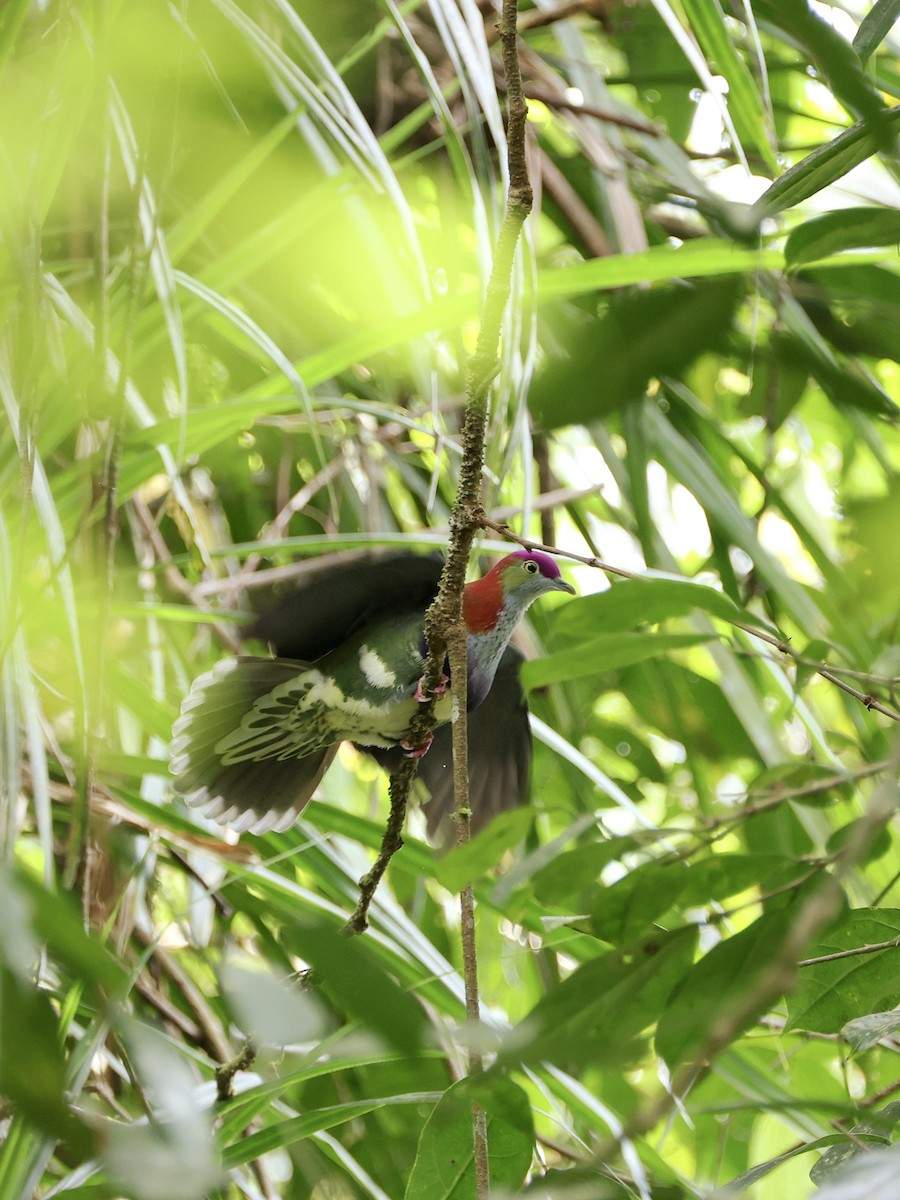 Superb Fruit-Dove - ML647228931