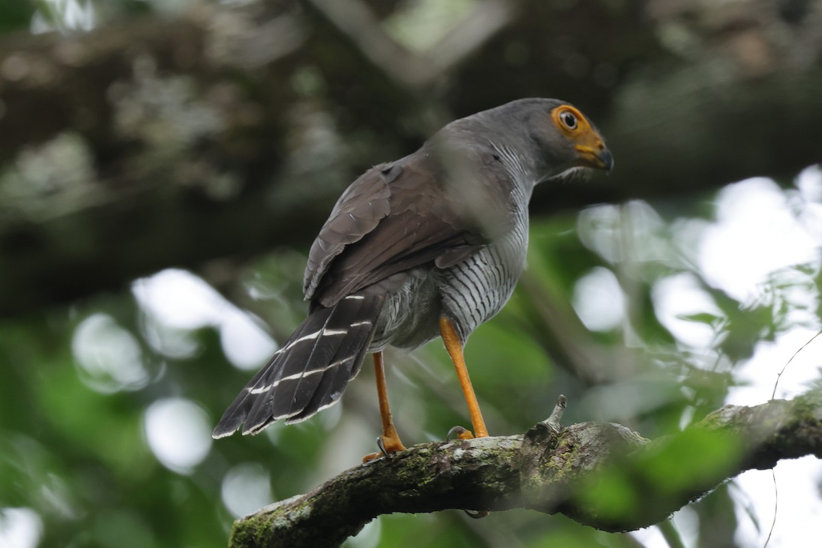 Barred Forest-Falcon - ML647228940