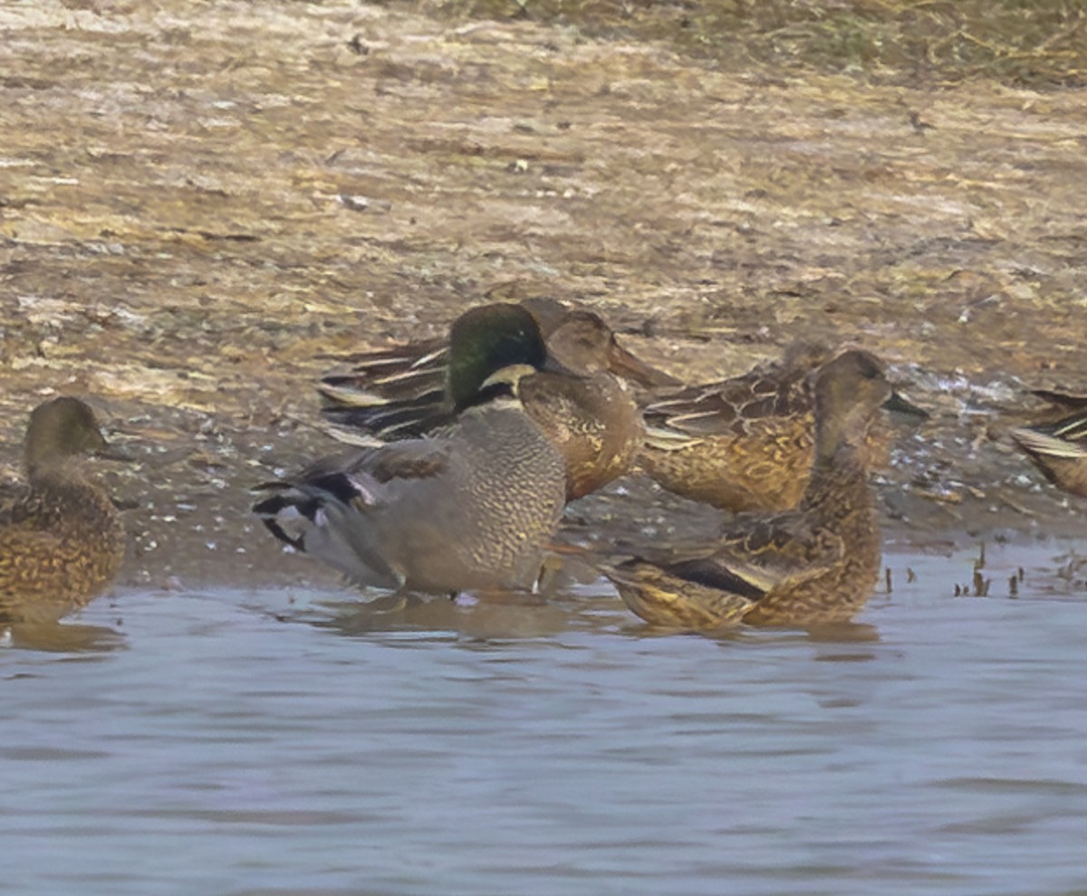Falcated Duck - ML647228950
