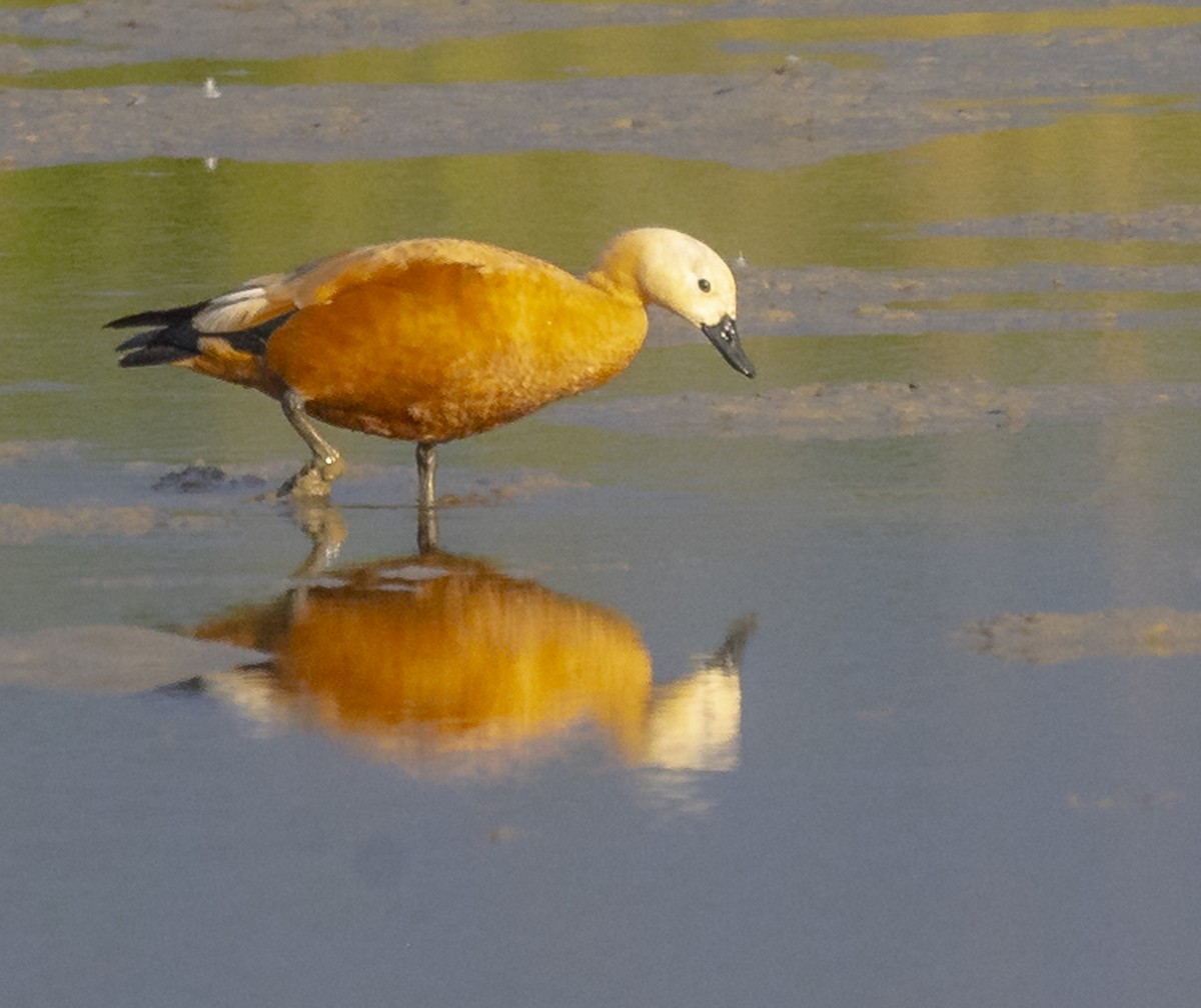 Огар рудий - ML647228967