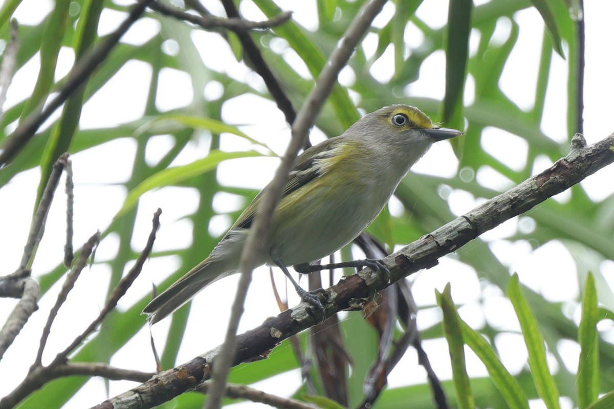 Vireo Ojiblanco (Mayor) - ML647228974