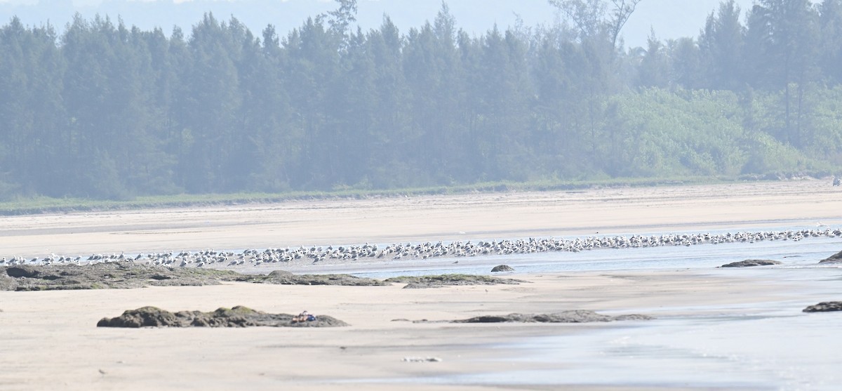 Möwe, unbestimmt - ML647228977