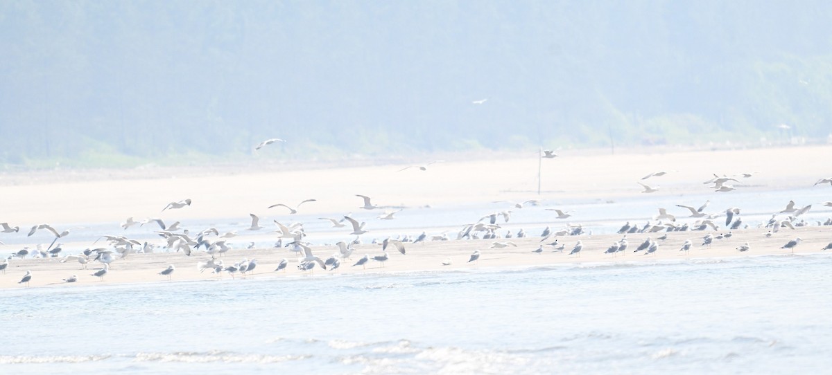 Möwe, unbestimmt - ML647228979