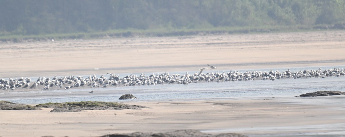 Möwe, unbestimmt - ML647228980