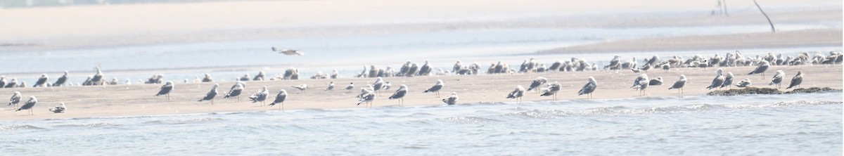 Möwe, unbestimmt - ML647228981