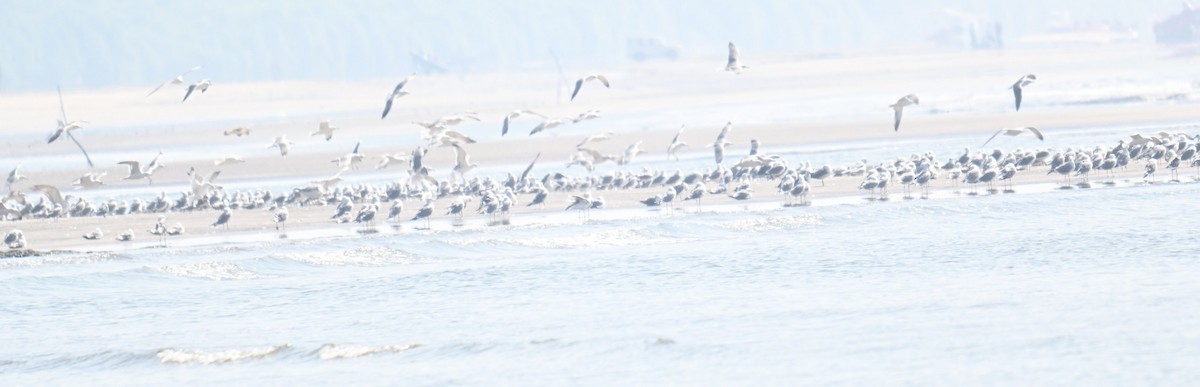 Möwe, unbestimmt - ML647228982