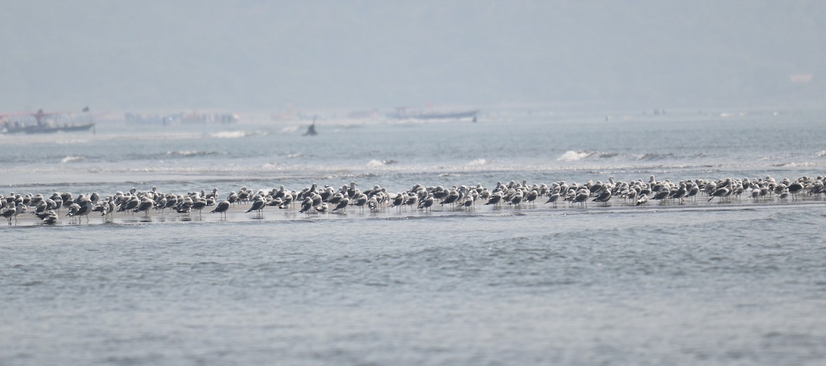 Буроголовая чайка - ML647228983