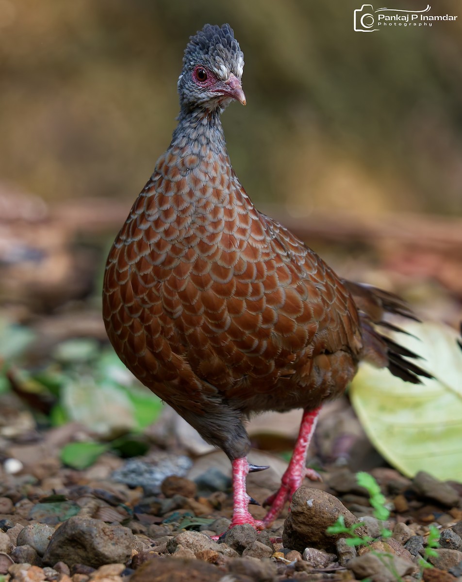 Faisancillo Rojo - ML647228994