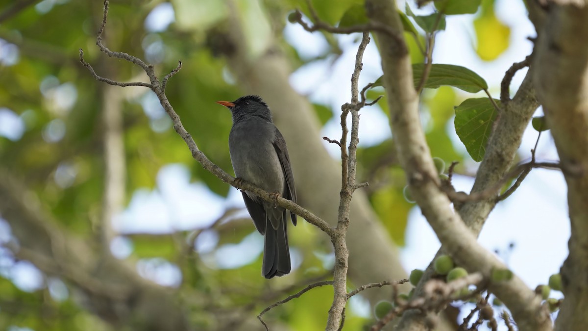 Malagasy Bulbul - ML647228997