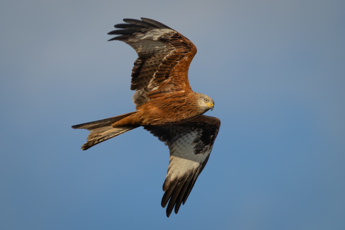 Milano Real - ML647228998