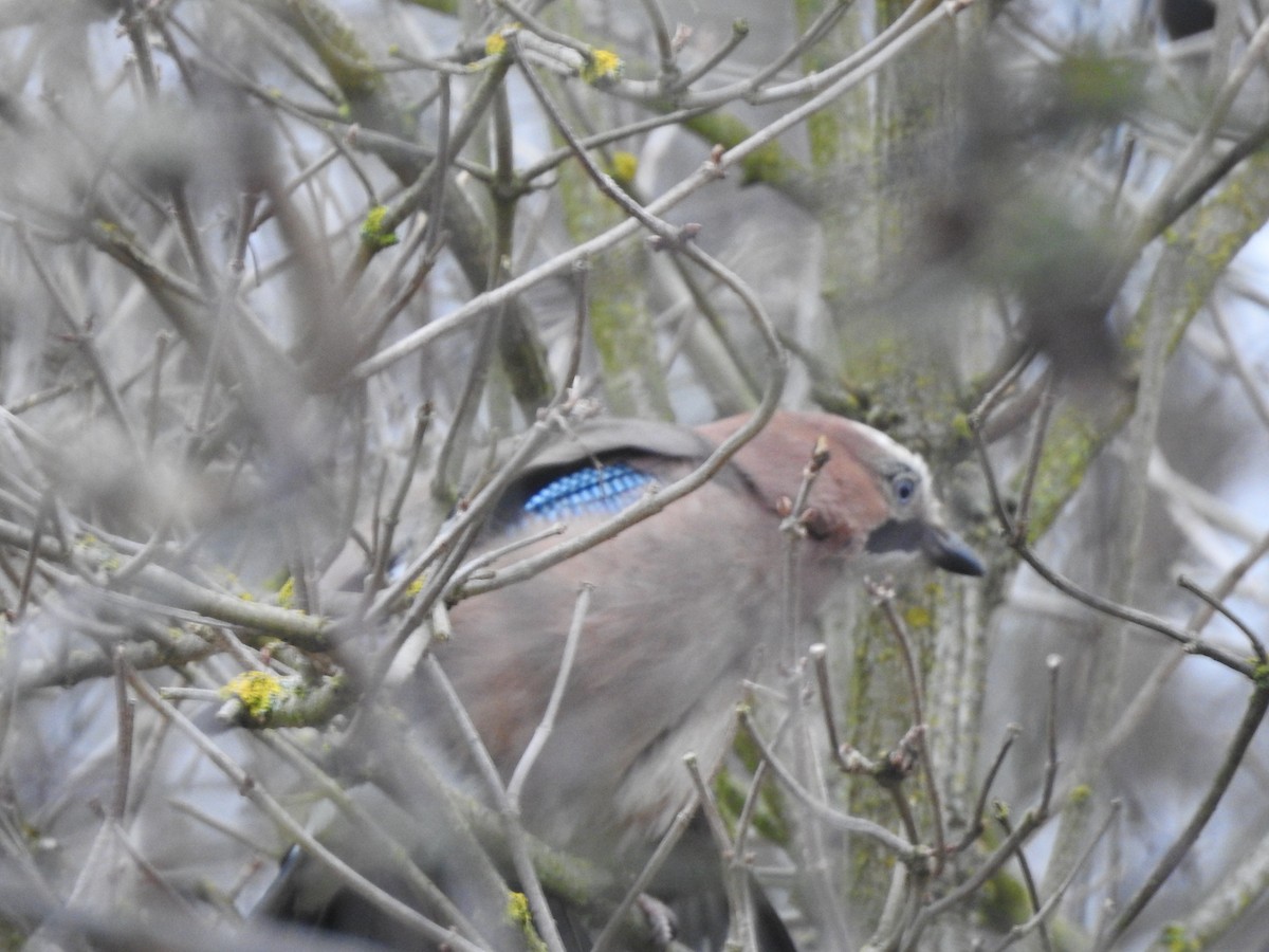 Arrendajo Euroasiático - ML647229000