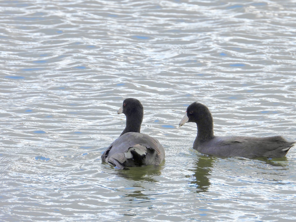 Focha Americana - ML647229001