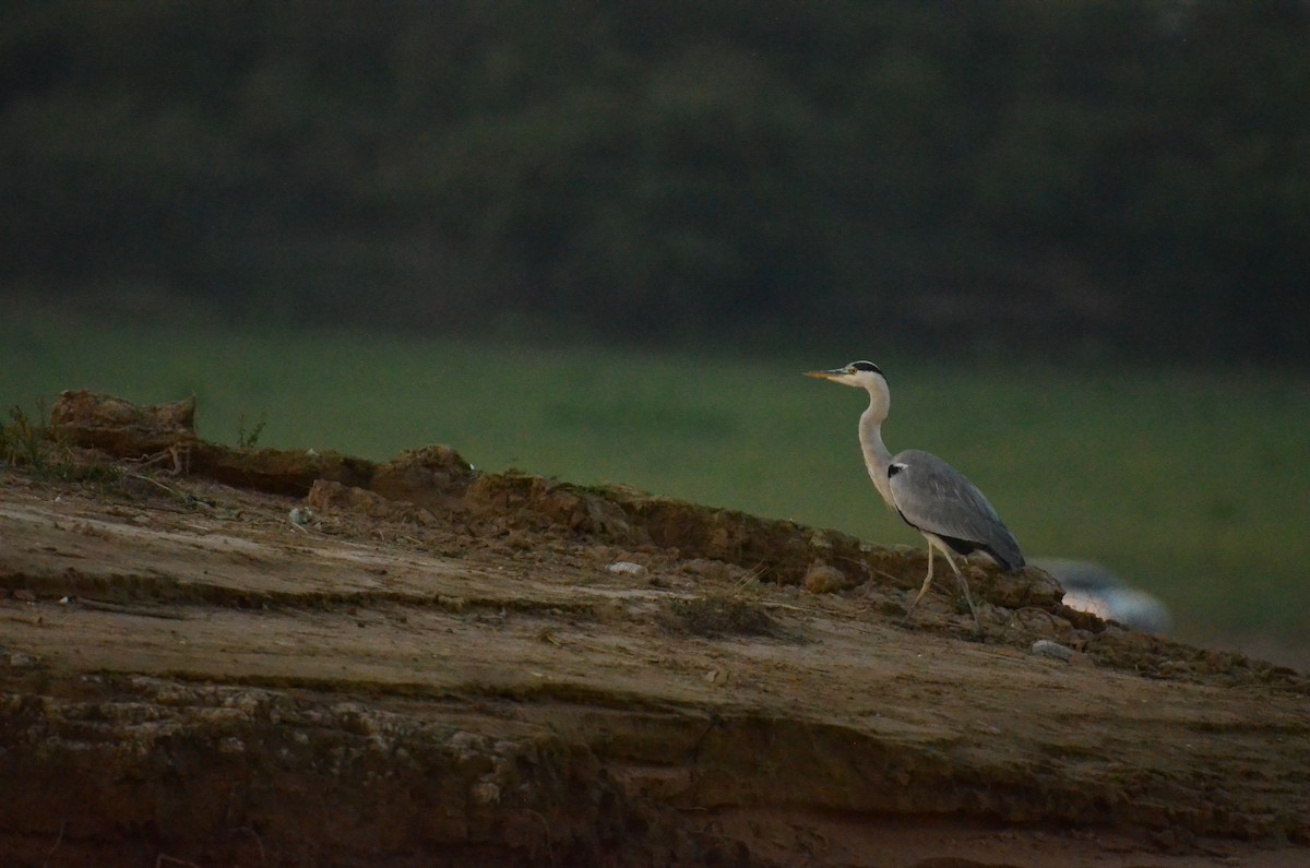 Garza Real - ML647229002