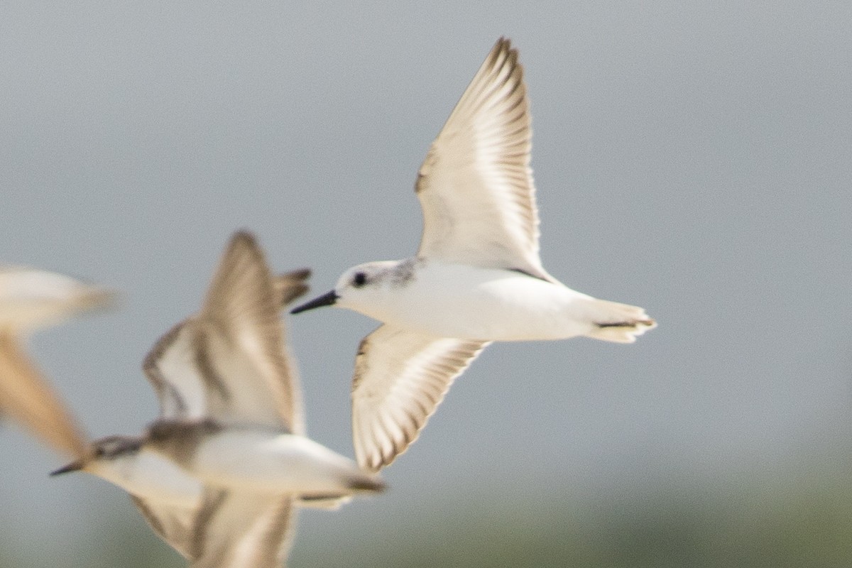 Correlimos Tridáctilo - ML647229003