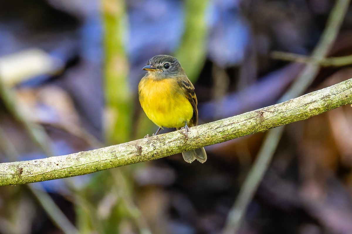 Mosquero Pechileonado - ML647229004