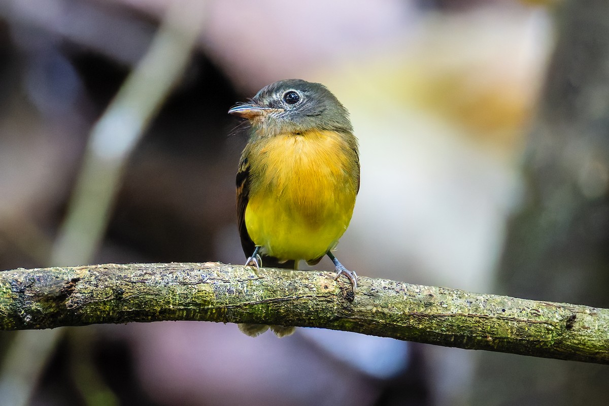 Mosquero Pechileonado - ML647229005