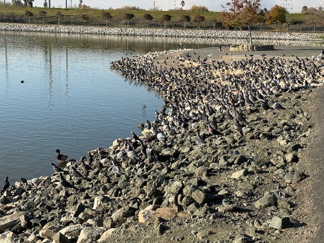 Paloma Bravía (variedad doméstica) - ML647229006