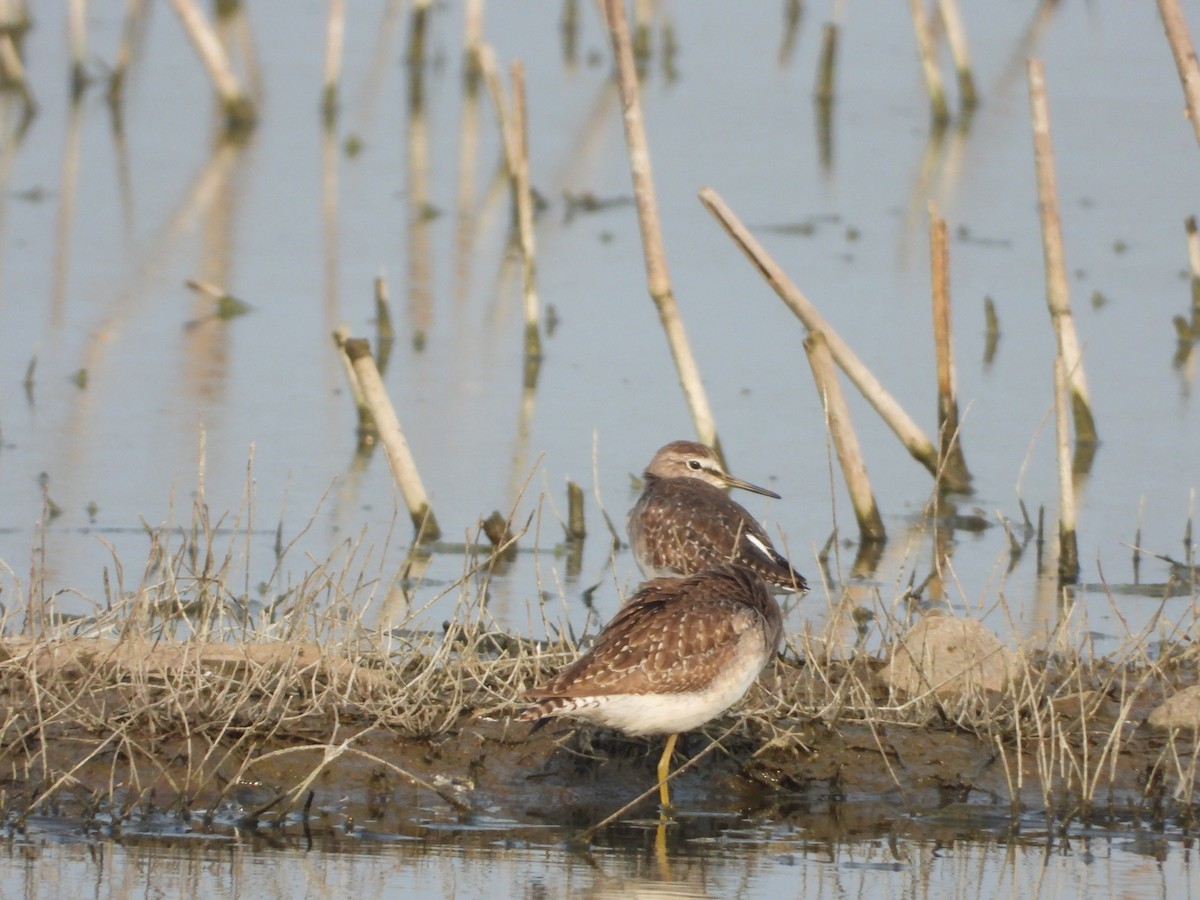 Andarríos Bastardo - ML647229008