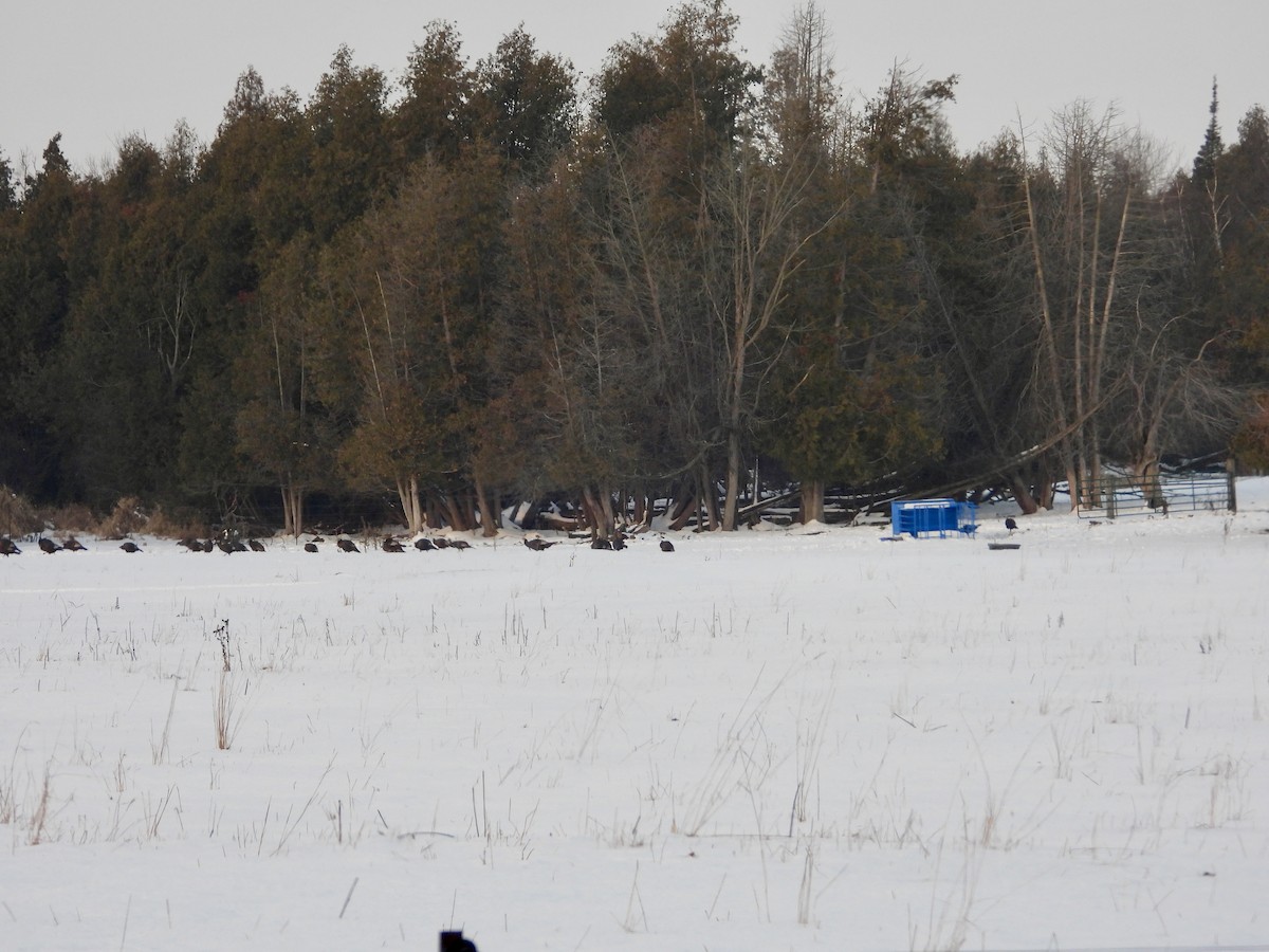 Guajolote Gallipavo - ML647229009