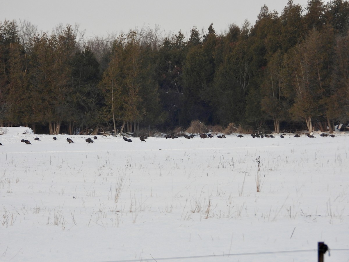 Guajolote Gallipavo - ML647229010