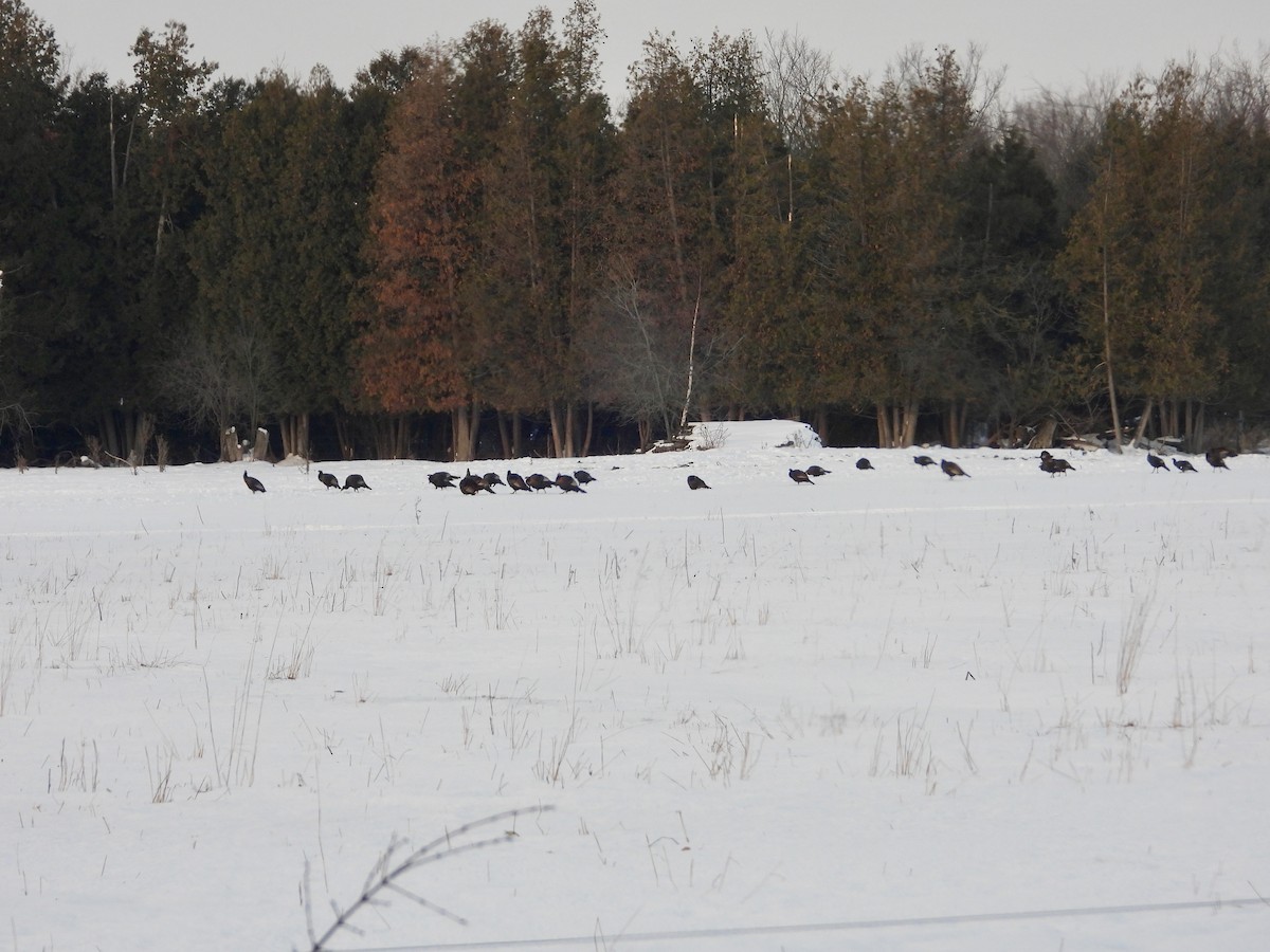 Guajolote Gallipavo - ML647229011