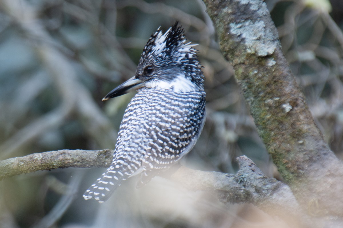 Martín Gigante Asiático - ML647229022