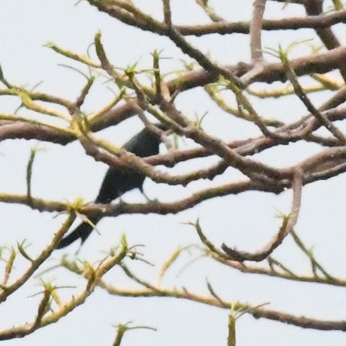 Drongo Real - ML647229024