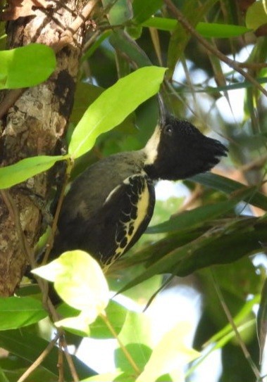 Pito de Corazones - ML647229025