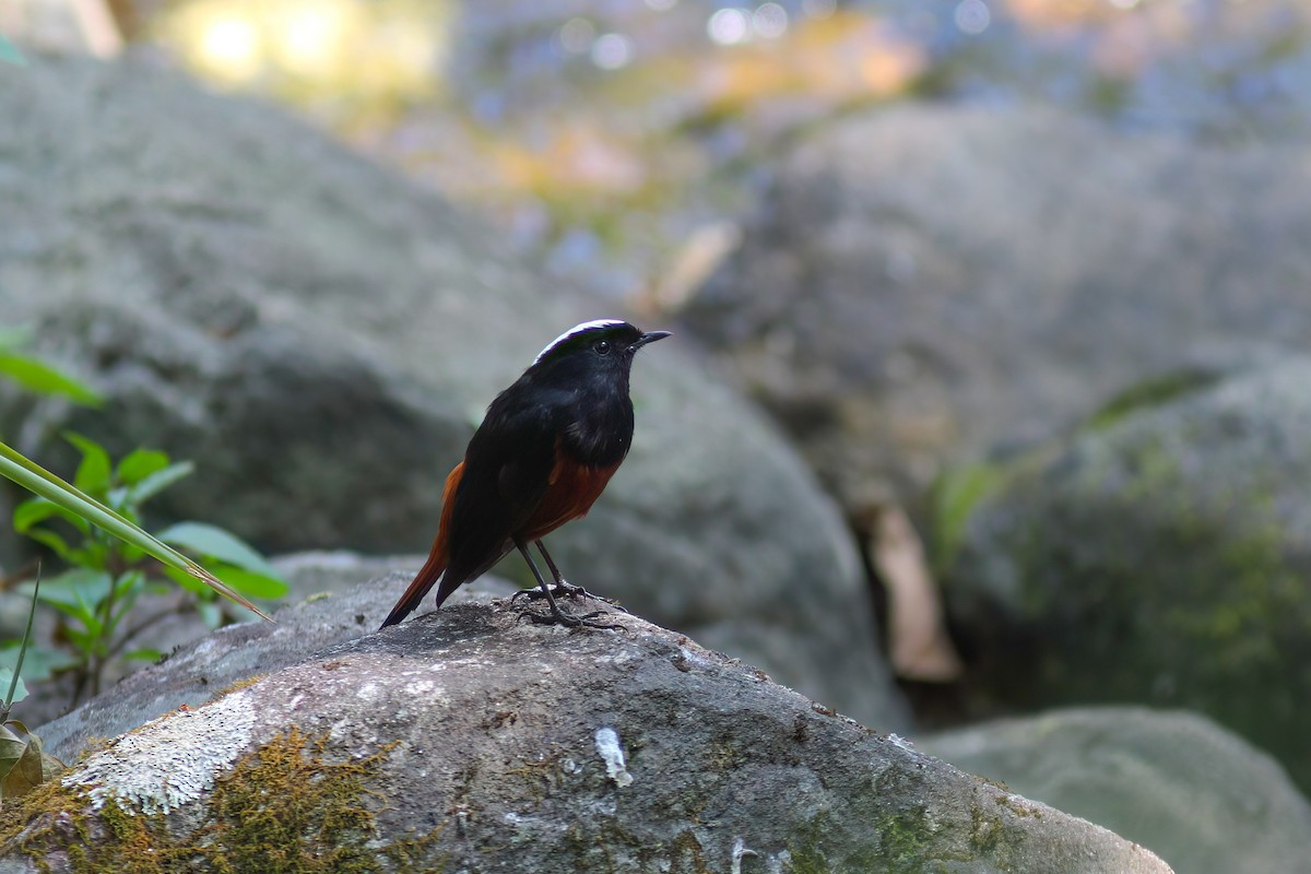 Colirrojo Acuático - ML647229026