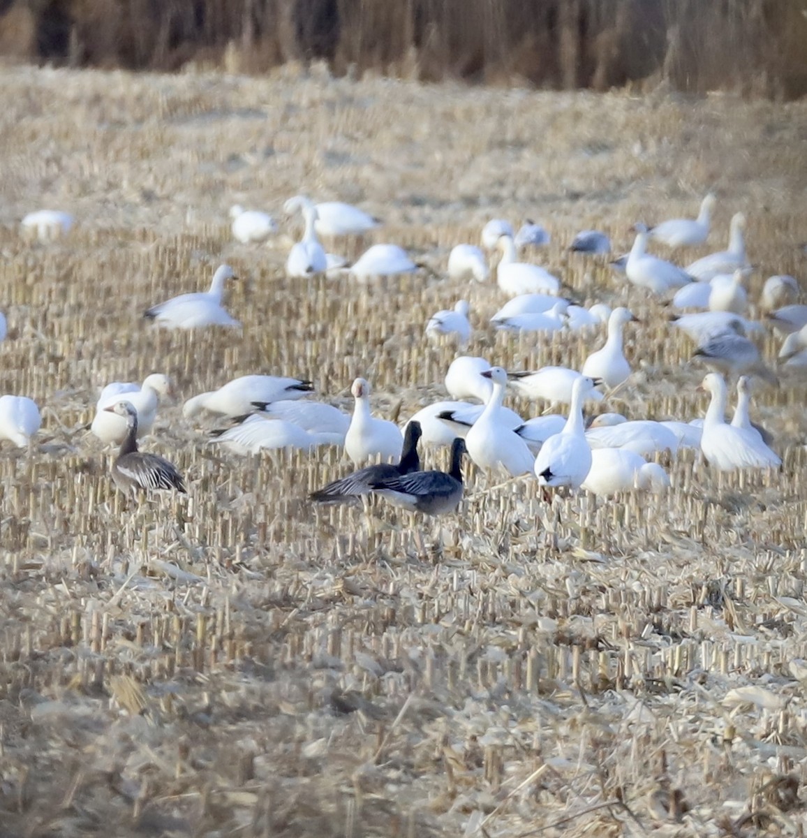 Ánsar Nival - ML647229027