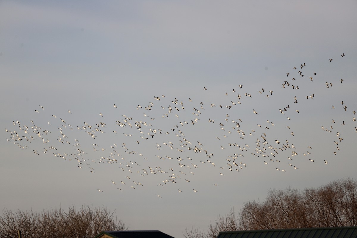 Ánsar Nival - ML647229028