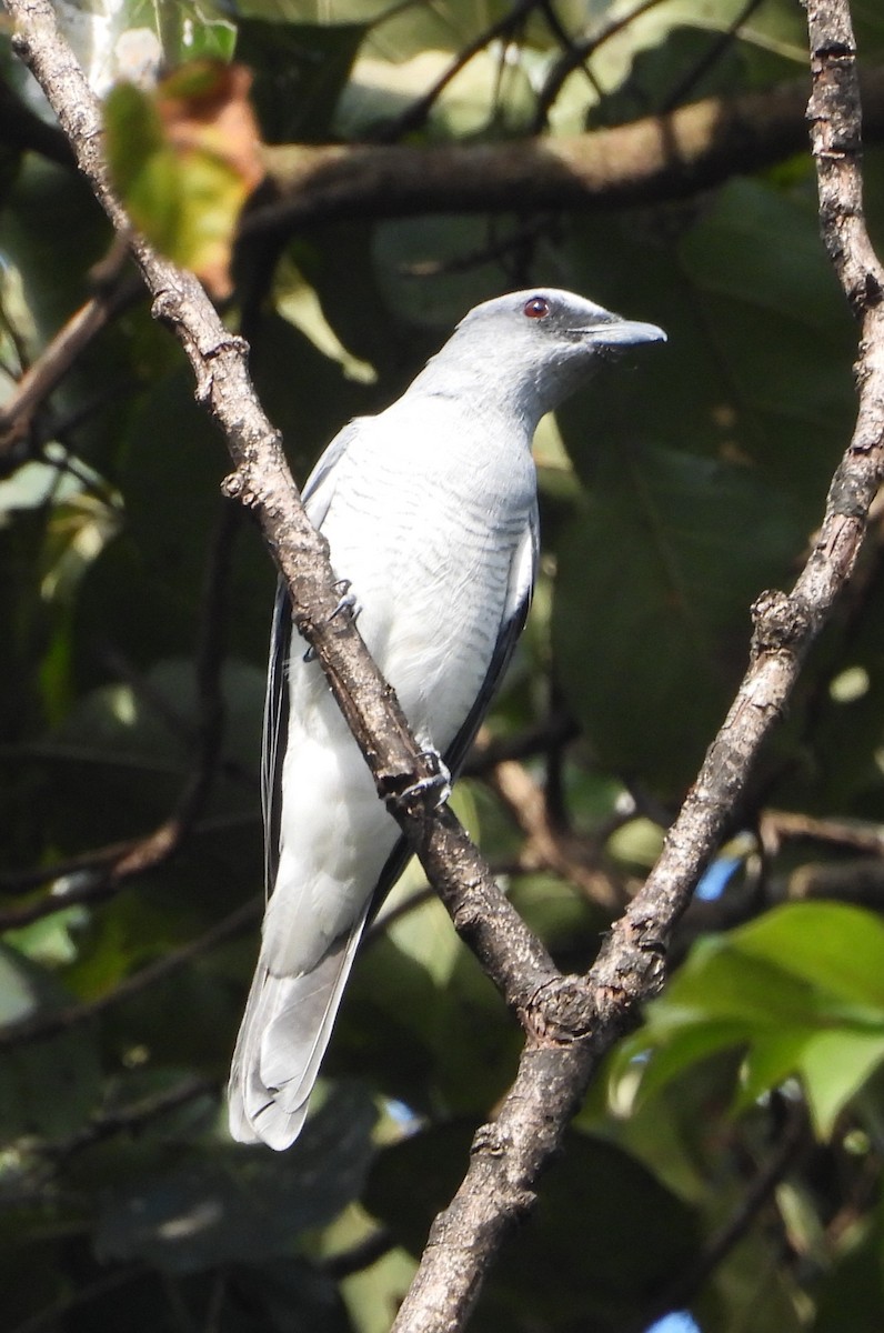 Oruguero Indio - ML647229029